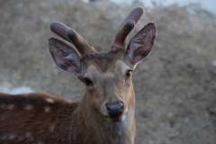 Impressionen_Daun_04