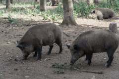 Impressionen_Hellenthal_03